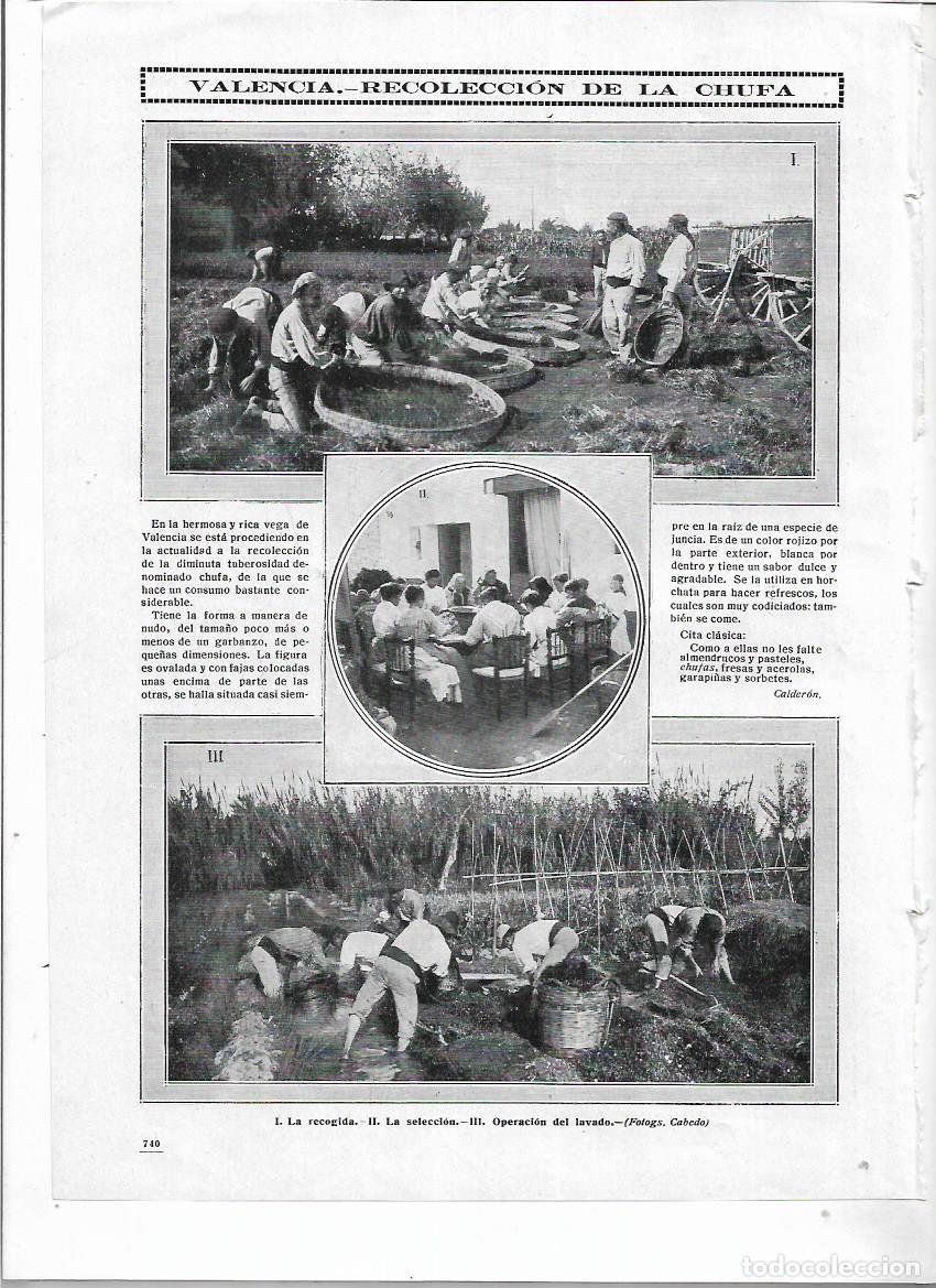Collezionismo: A&Ntilde;O 1912 RECORTE PRENSA VALENCIA RECOLECCION DE LA CHUFA RECOGIDA SELECCION LAVADO