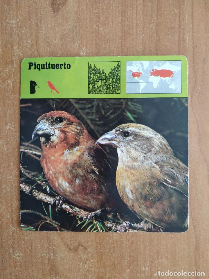 Coleccionismo: Cromo Ficha PIQUITUERTO. Ediciones Rencontre. A&ntilde;o 1975.