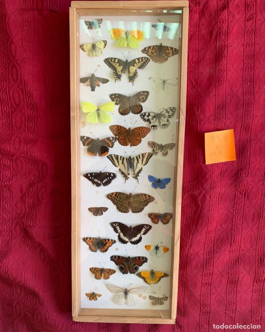 mariposas decorativas - Compra venta en todocoleccion