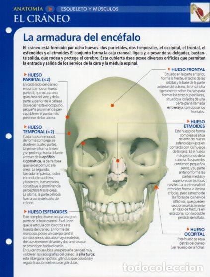 prominencia frontal