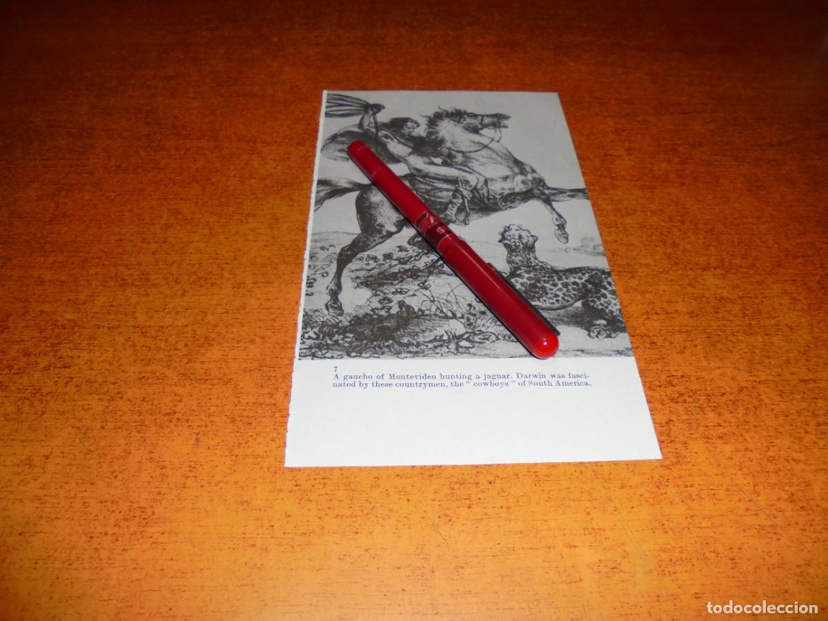 Coleccionismo: L&Aacute;MINA DE LIBRO: GAUCHO DE MONTEVIDEO CAZANDO UN JAGUAR