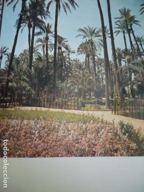 Sammelleidenschaft Papier: ELCHE ALICANTE EL PALMERAL ANTIGUA LAMINA A&Ntilde;OS 50