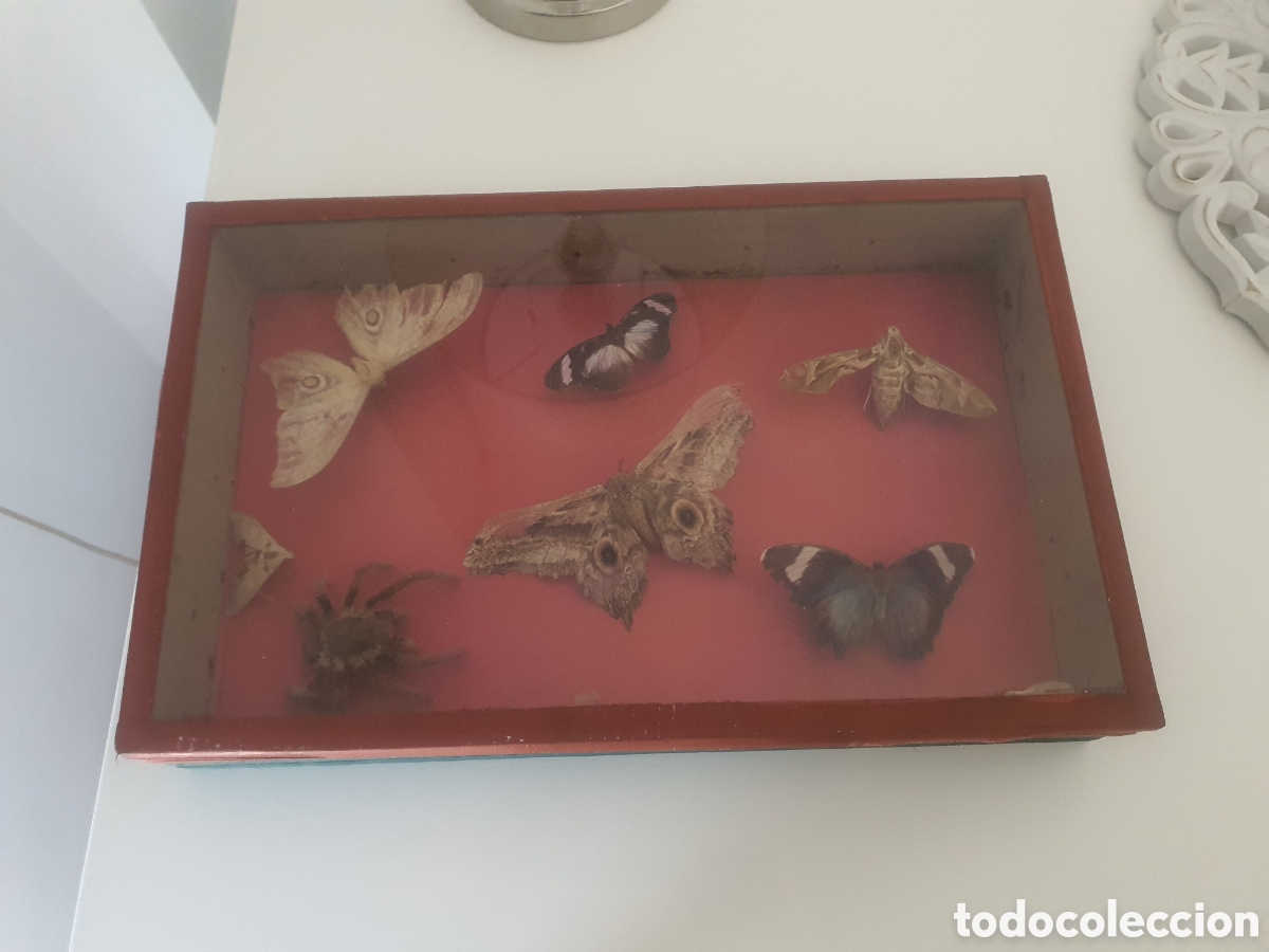 Coleccionismo: Ara&ntilde;a y mariposas disecadas