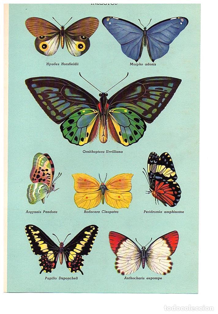 Coleccionismo: LAMINA 28489: Mariposas