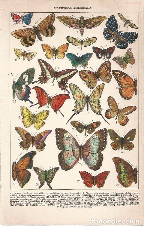 Coleccionismo: LAMINA 51687: Mariposas americanas