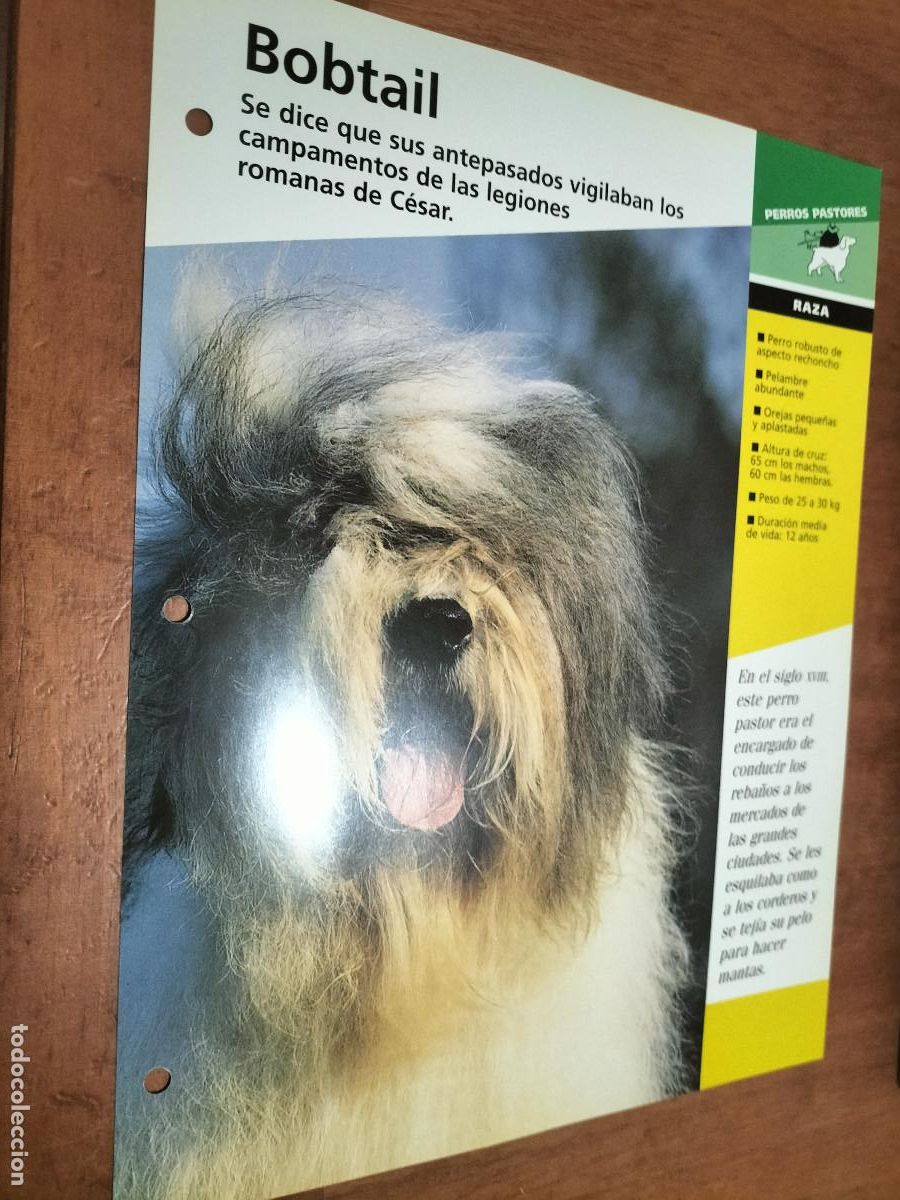 Sammelleidenschaft Papier: BOBTAIL. FICHA DE PERROS. PLANETA DEAGOSTINI. DOBLE CARA. BUEN ESTADO