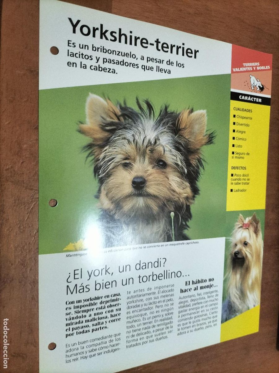 Sammelleidenschaft Papier: YORKSHIRE-TERRIER. FICHA DE PERROS. PLANETA DEAGOSTINI. DOBLE CARA. BUEN ESTADO