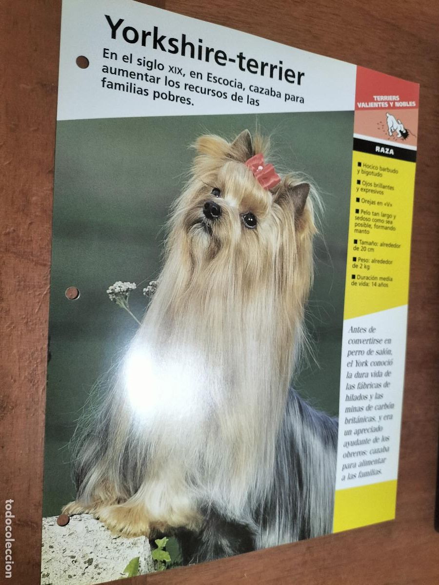 Collectionnisme: YORKSHIRE-TERRIER. FICHA DE PERROS. PLANETA DEAGOSTINI. DOBLE CARA. BUEN ESTADO
