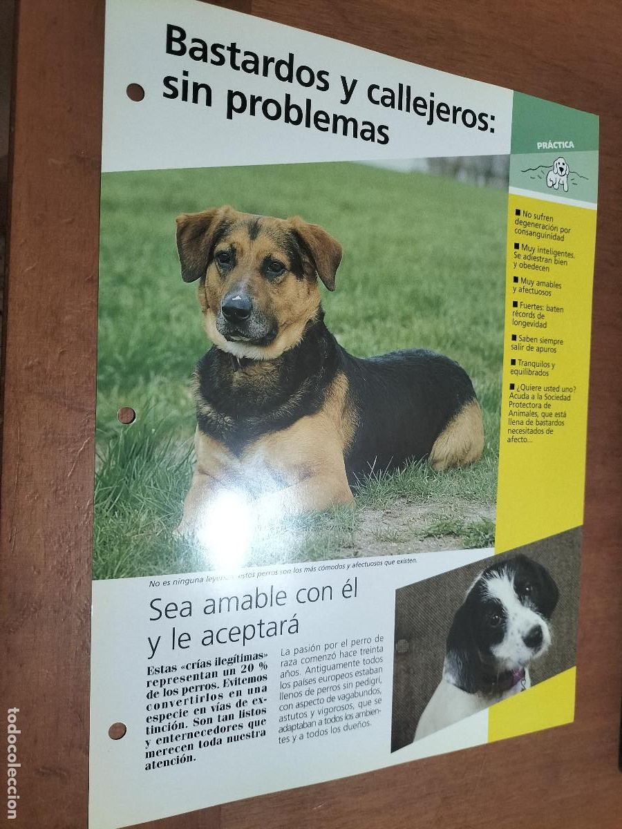 Sammelleidenschaft Papier: BASTARDOS Y CALLEJEROS: SIN PROBLEMAS. FICHA DE PERROS. PLANETA DEAGOSTINI. DOBLE CARA. BUEN ESTADO