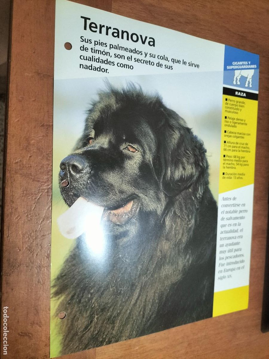 Sammelleidenschaft Papier: TERRANOVA. FICHA DE PERROS. PLANETA DEAGOSTINI. DOBLE CARA. BUEN ESTADO