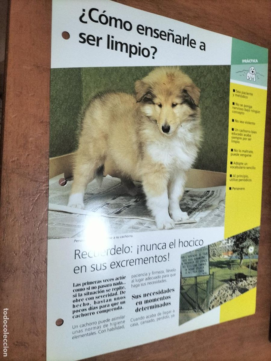 Collectionnisme: &iquest;C&Oacute;MO ENSE&Ntilde;ARLE A SER LIMPIO?. FICHA DE PERROS. PLANETA DEAGOSTINI. DOBLE CARA. BUEN ESTADO