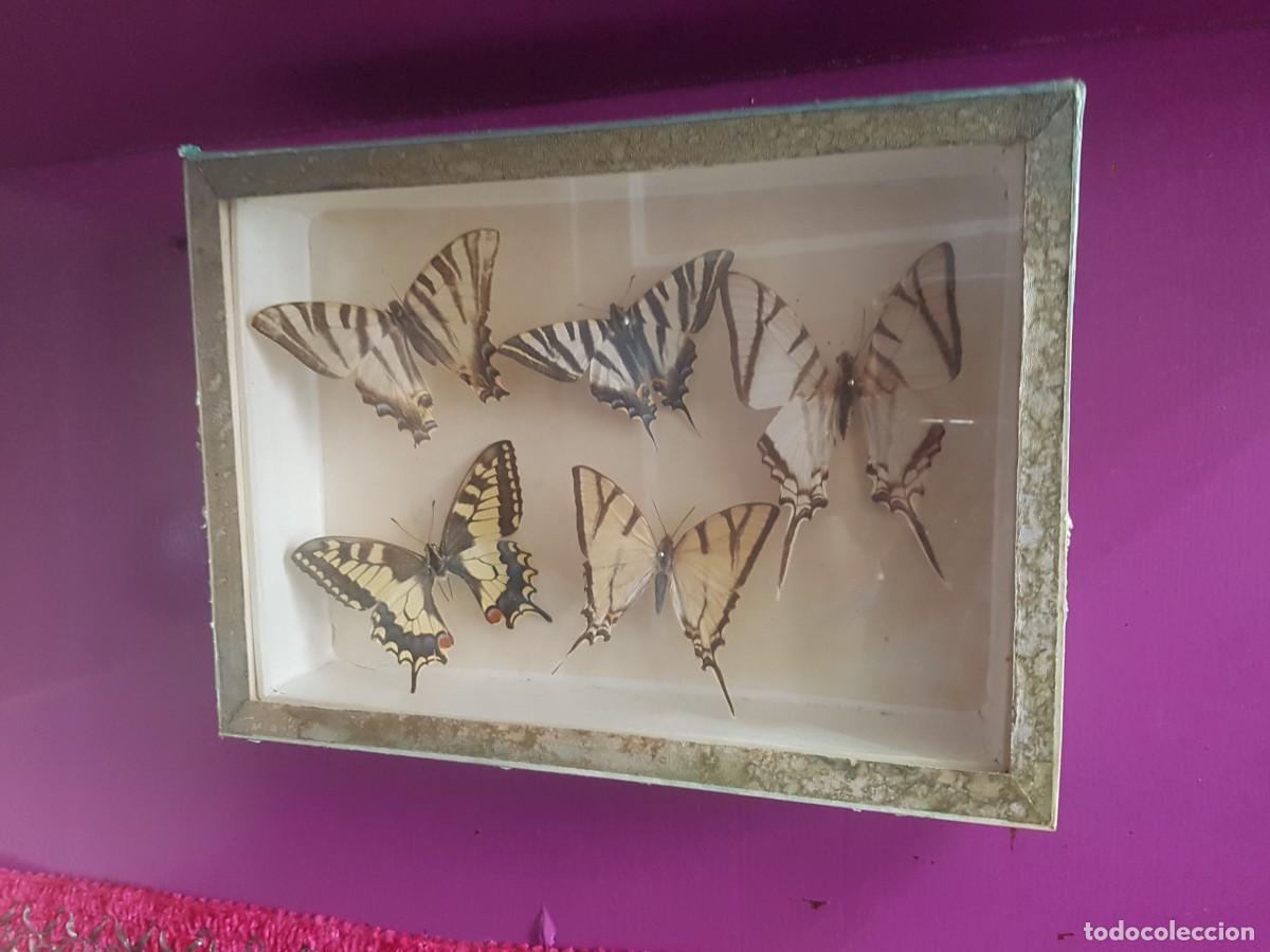 mariposas decorativas - Compra venta en todocoleccion