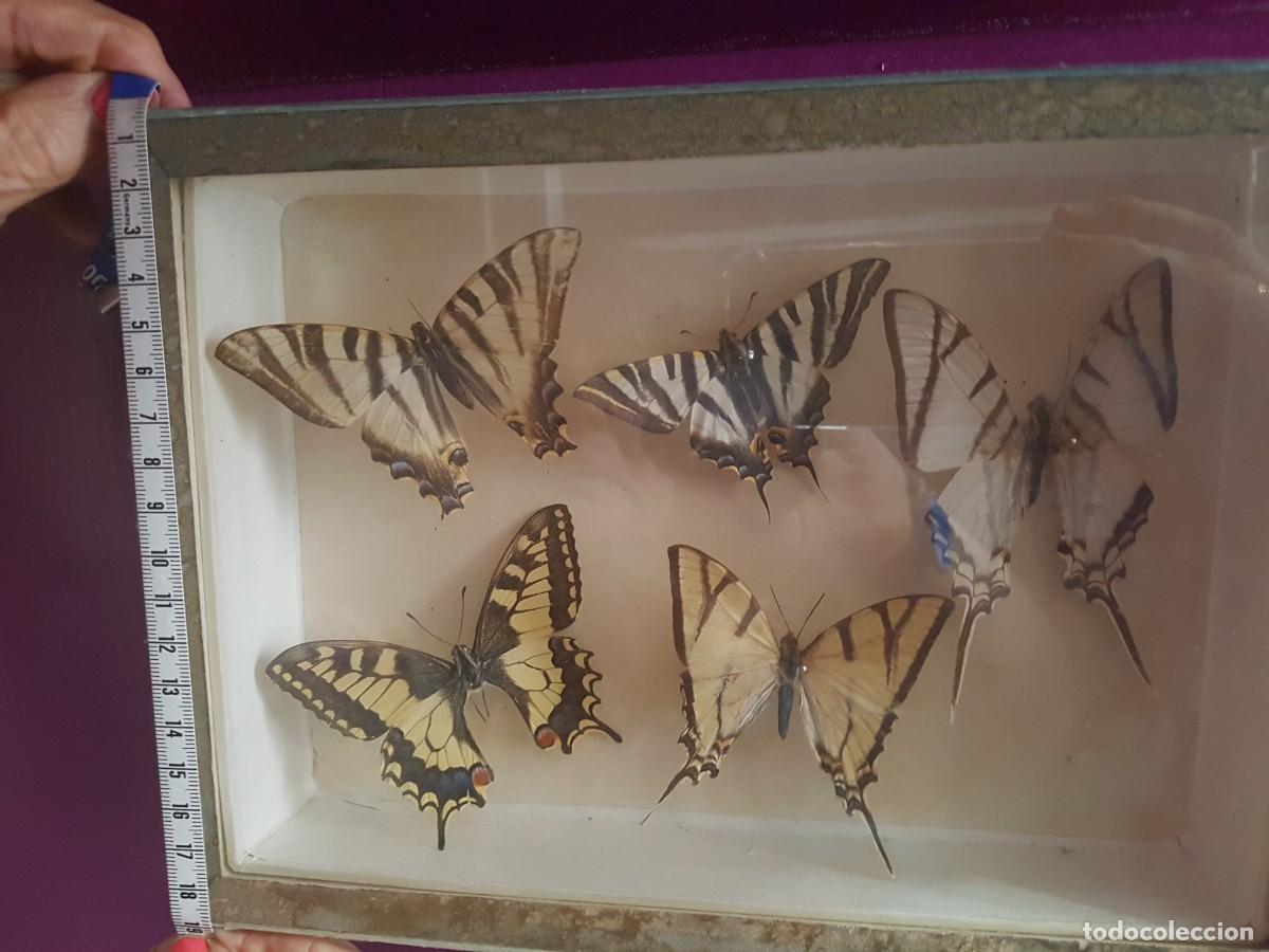 mariposas decorativas - Compra venta en todocoleccion