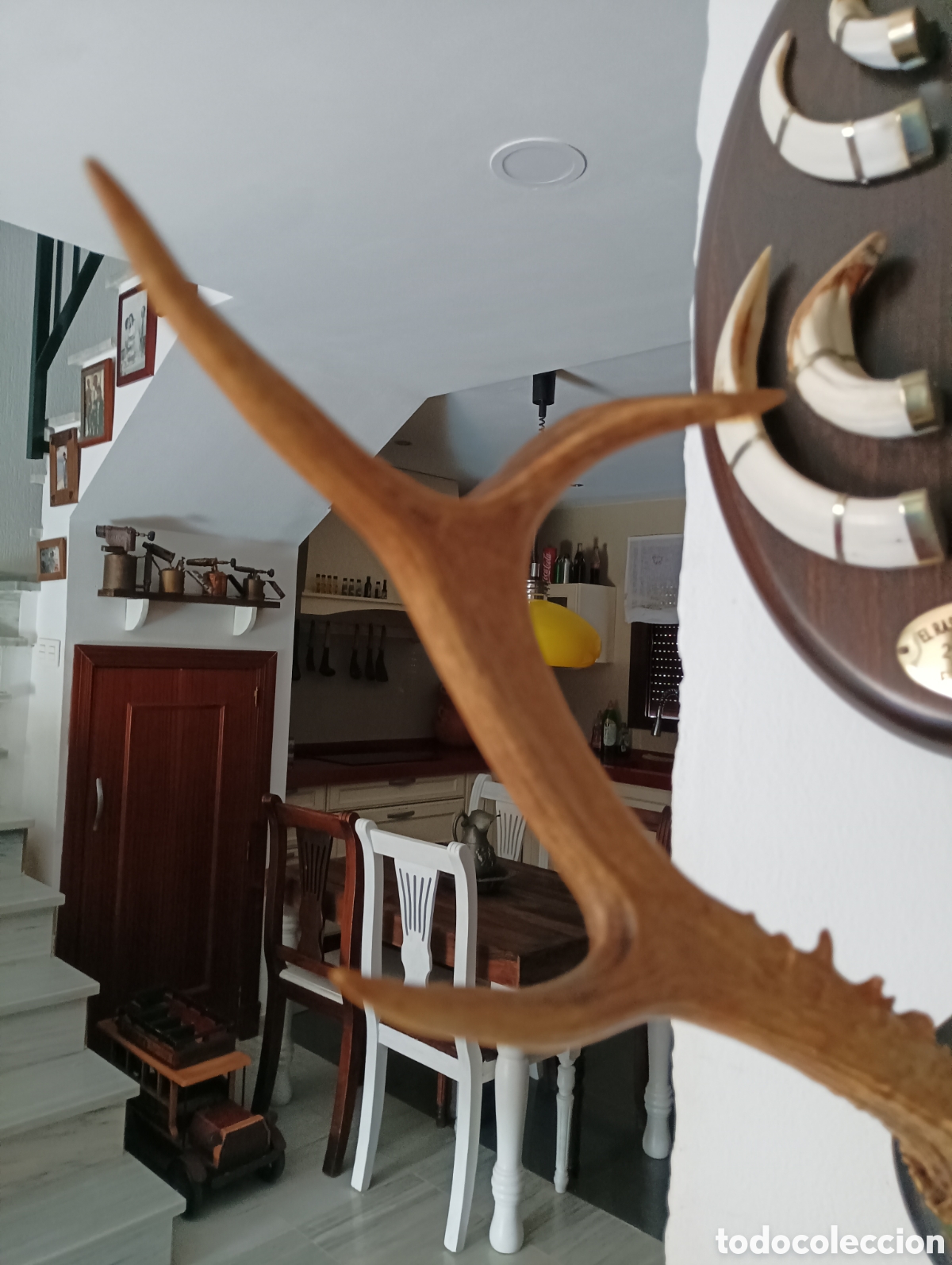 Coleccionismo: Corzo siberiano grande - Foto 6
