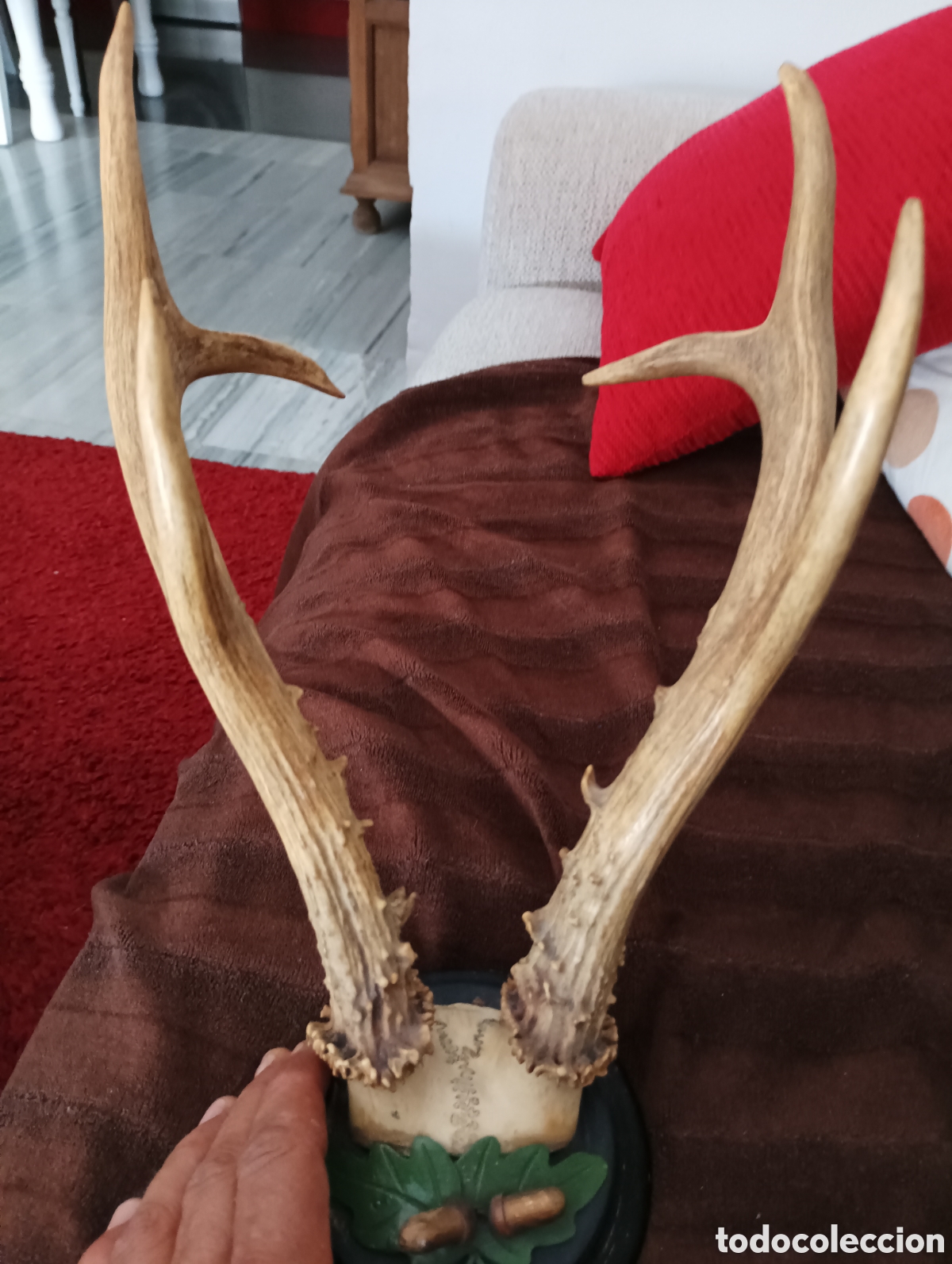 Coleccionismo: Corzo siberiano grande - Foto 1