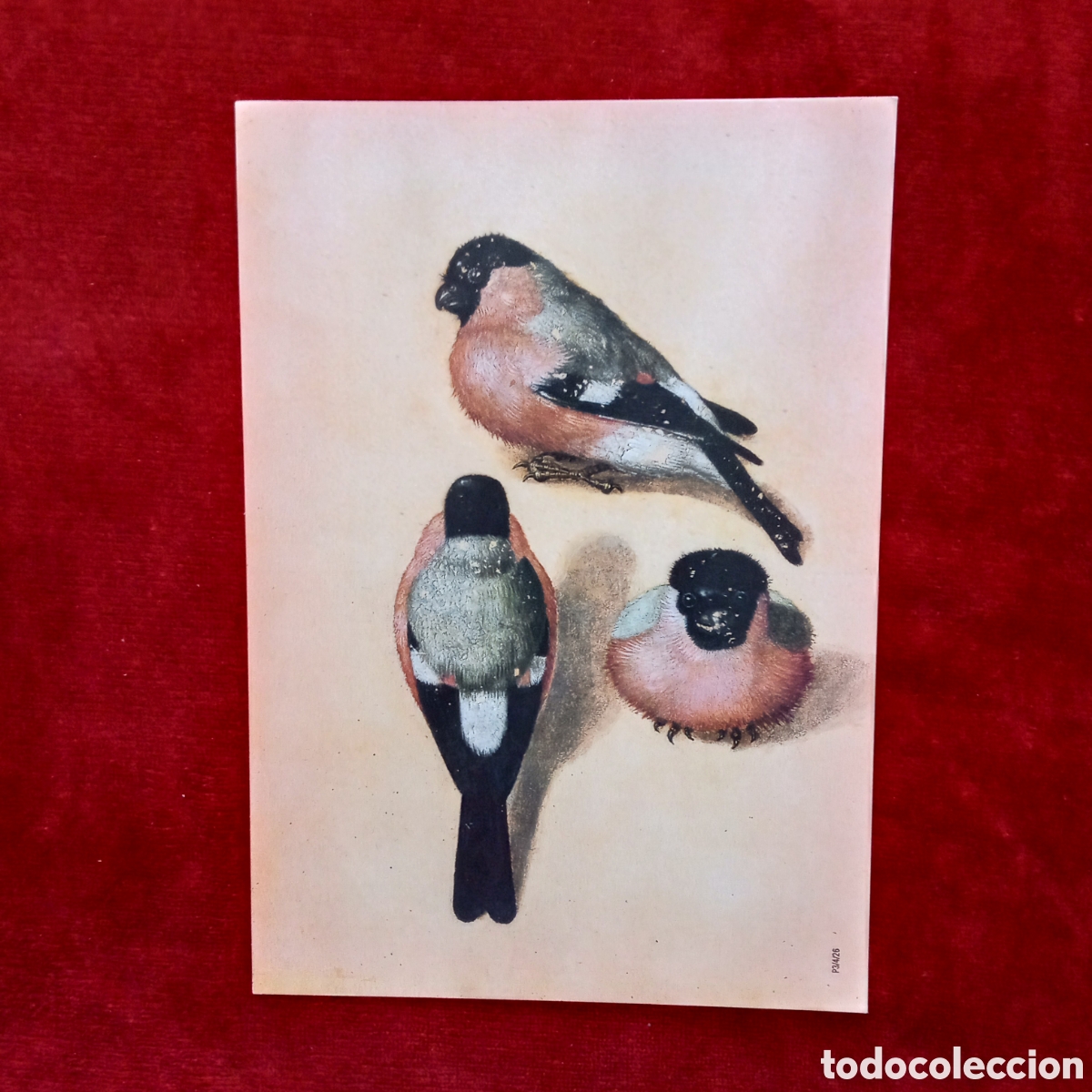 Coleccionismo: Alberto Durero ,Lamina. P&aacute;jaro en tres posiciones - Foto 2