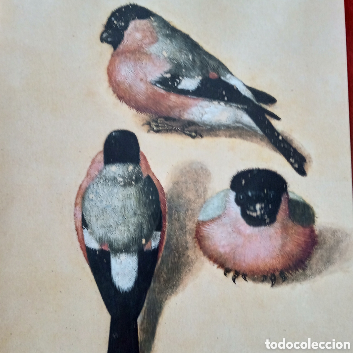Coleccionismo: Alberto Durero ,Lamina. P&aacute;jaro en tres posiciones - Foto 3