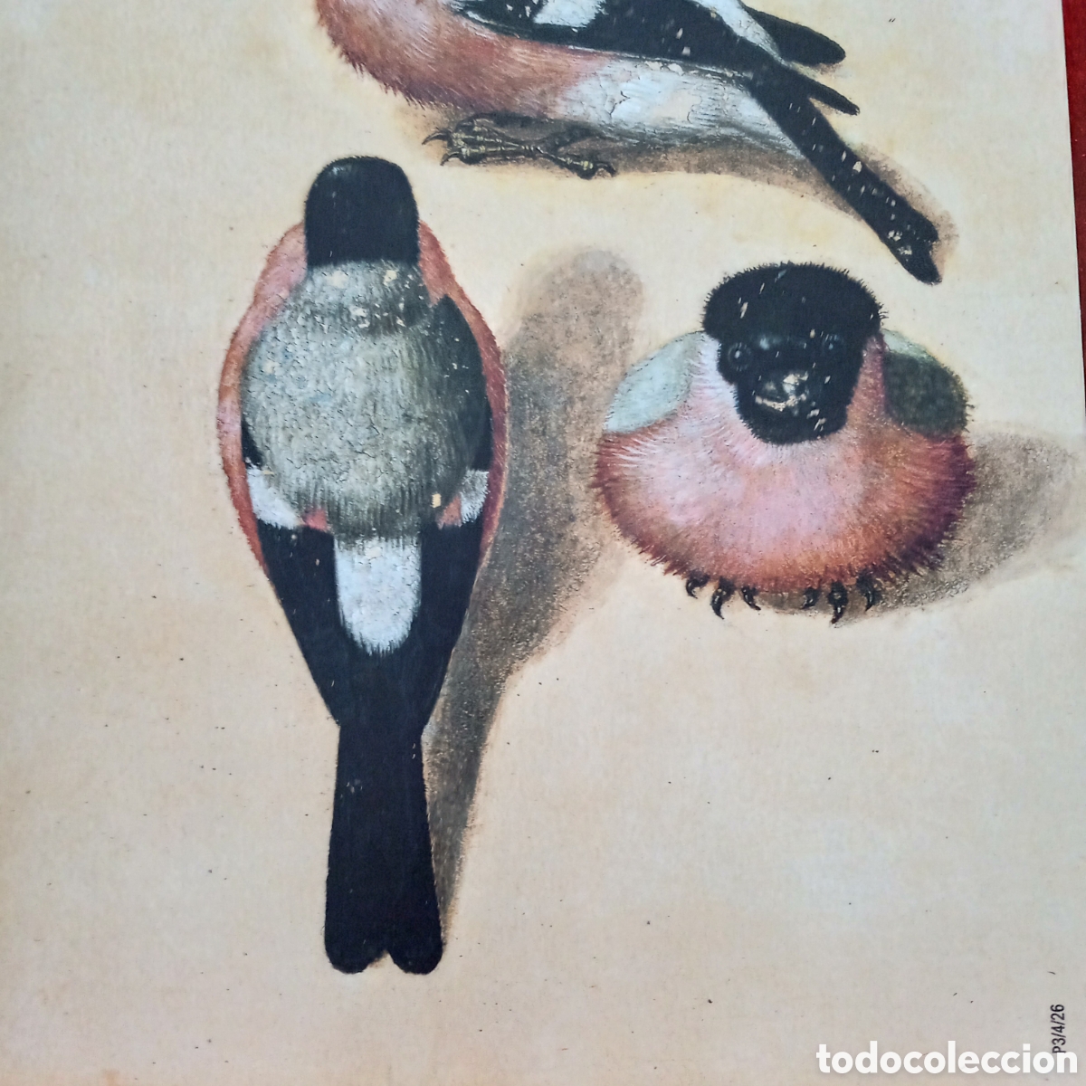 Coleccionismo: Alberto Durero ,Lamina. P&aacute;jaro en tres posiciones - Foto 4