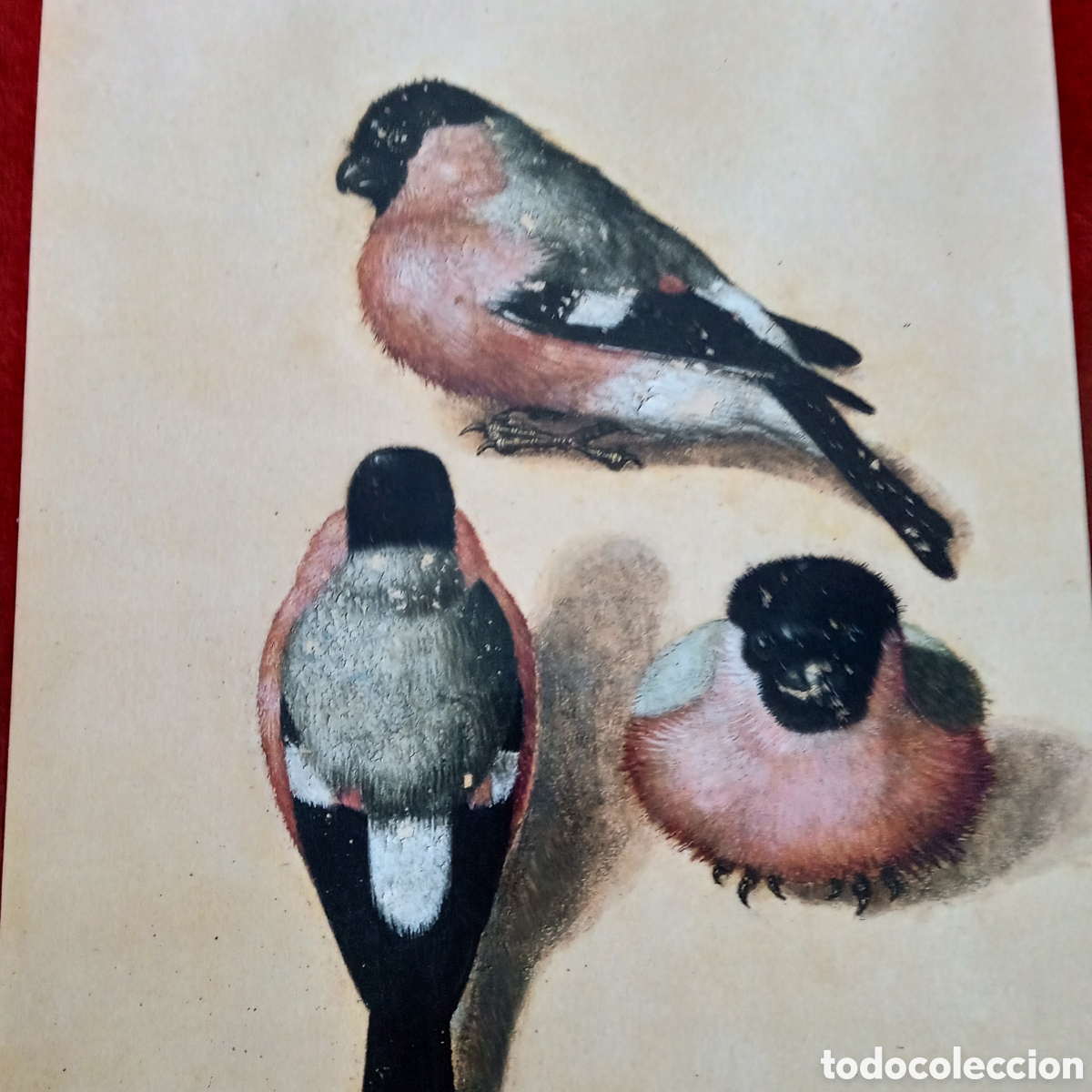 Coleccionismo: Alberto Durero ,Lamina. P&aacute;jaro en tres posiciones - Foto 5