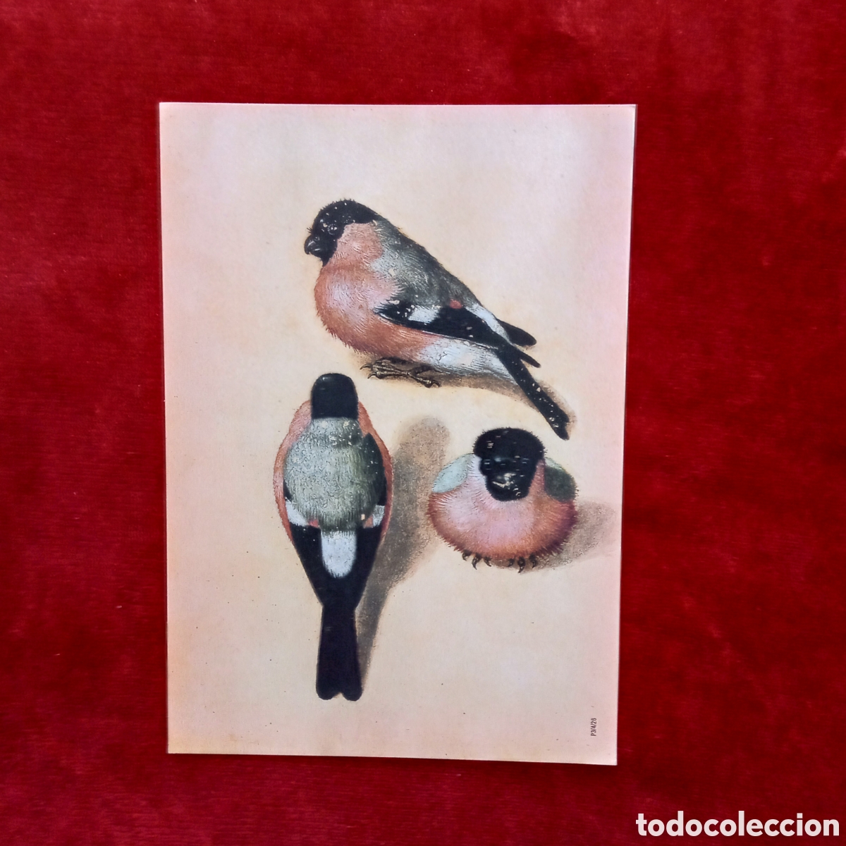 Coleccionismo: Alberto Durero ,Lamina. P&aacute;jaro en tres posiciones - Foto 6