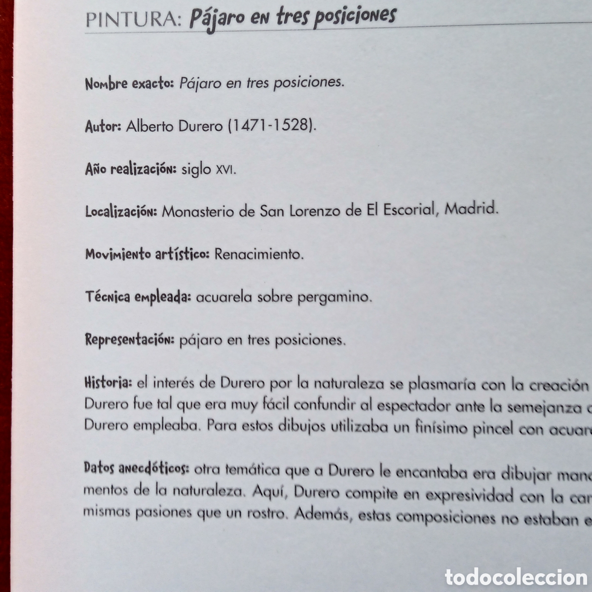 Coleccionismo: Alberto Durero ,Lamina. P&aacute;jaro en tres posiciones - Foto 9