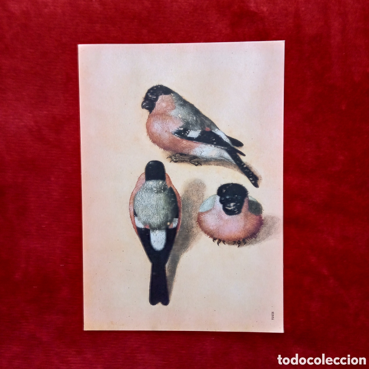 Coleccionismo: Alberto Durero ,Lamina. P&aacute;jaro en tres posiciones - Foto 1