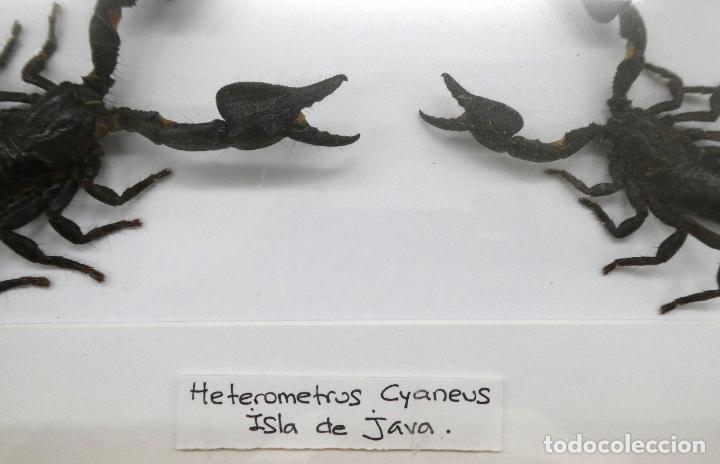 Coleccionismo: Espectacular pareja de Escorpiones de la Isla de Java con marco vitrina - Foto 5