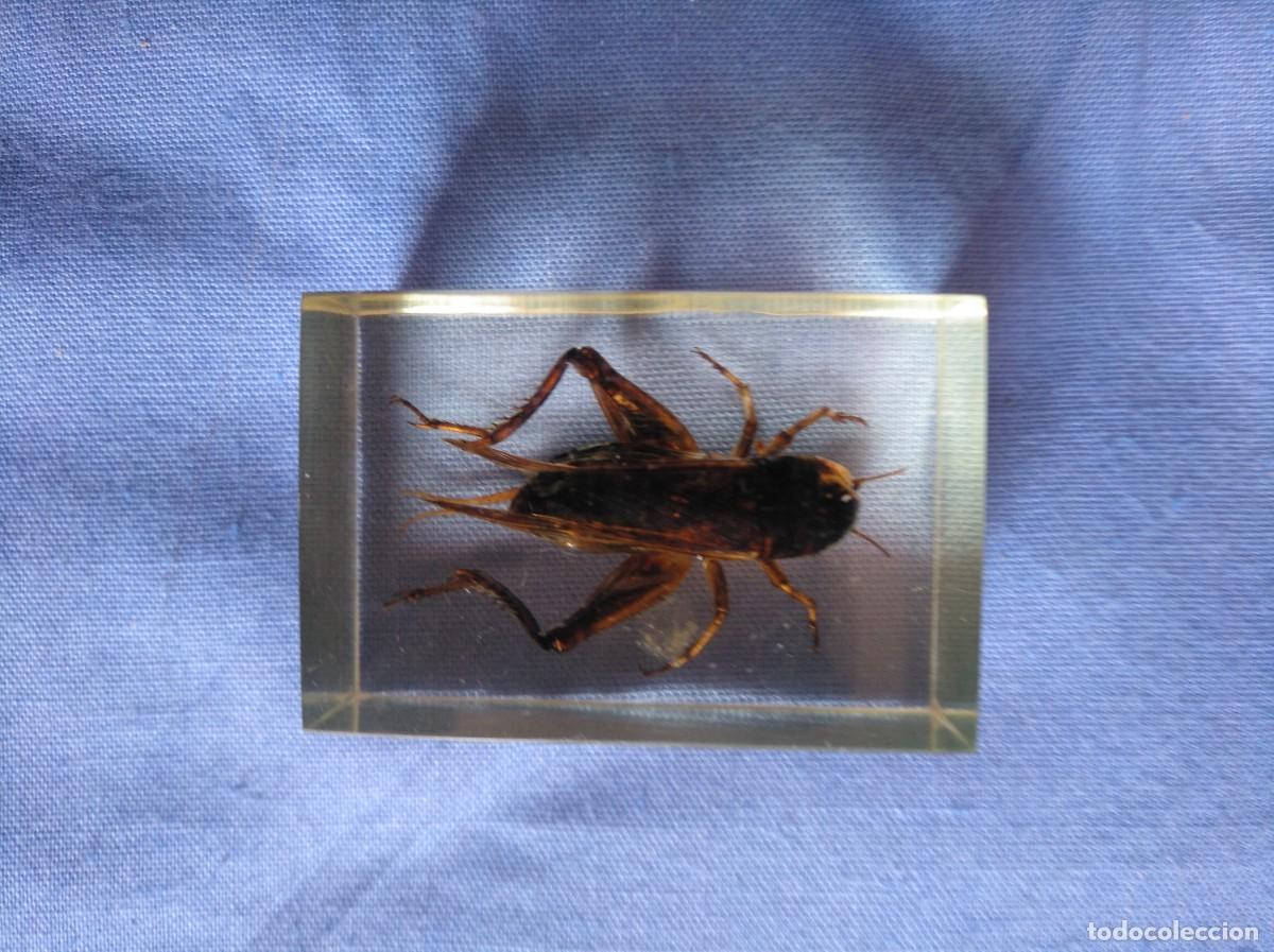 Collezionismo: INSECTOS- GRILLO EN RESINA -EDU SCIENCE-
