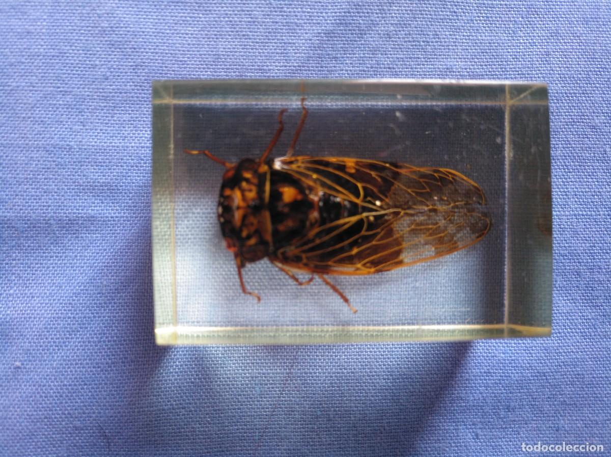 Collezionismo: INSECTOS- CIGARRA DE ALAS ANARANJADAS -EDU SCIENCE-