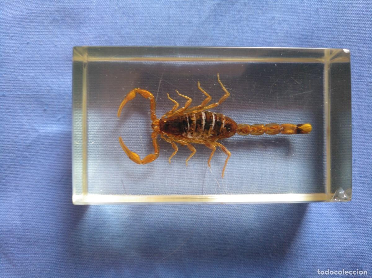Collezionismo: INSECTOS- ESCORPION -EDU SCIENCE-