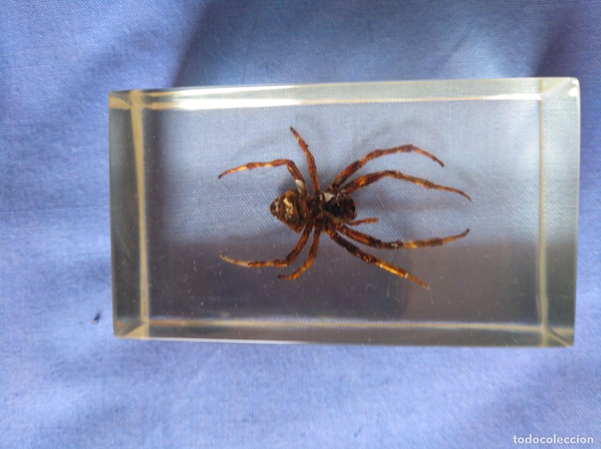 Collezionismo: INSECTOS- ARA&Ntilde;A -EDU SCIENCE-