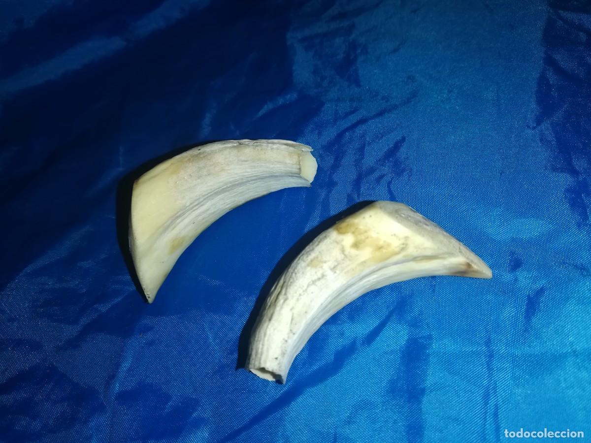 Coleccionismo: dientes de jabali - Foto 2