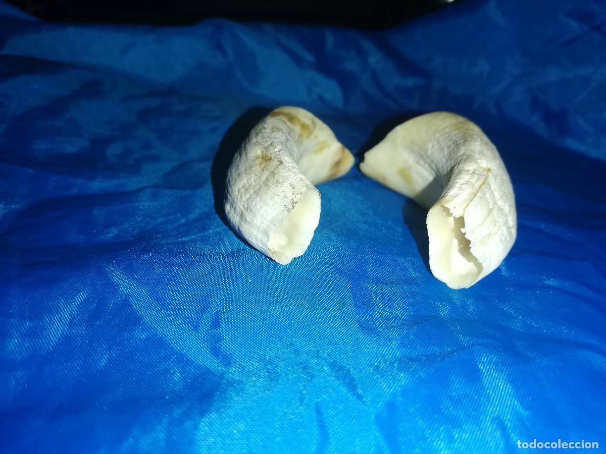 Coleccionismo: dientes de jabali - Foto 3