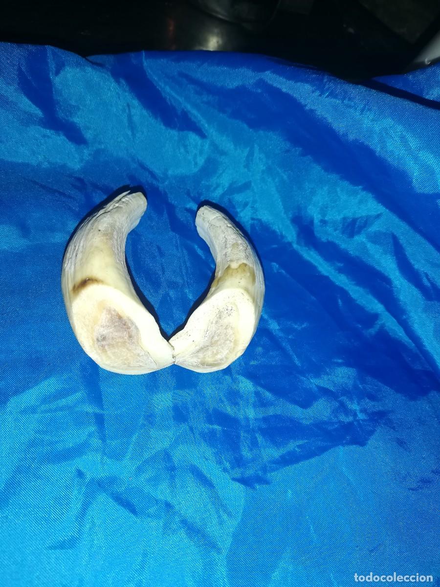 Coleccionismo: dientes de jabali - Foto 4