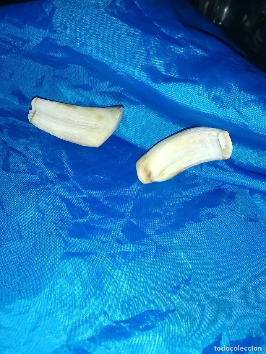 Coleccionismo: dientes de jabali - Foto 5
