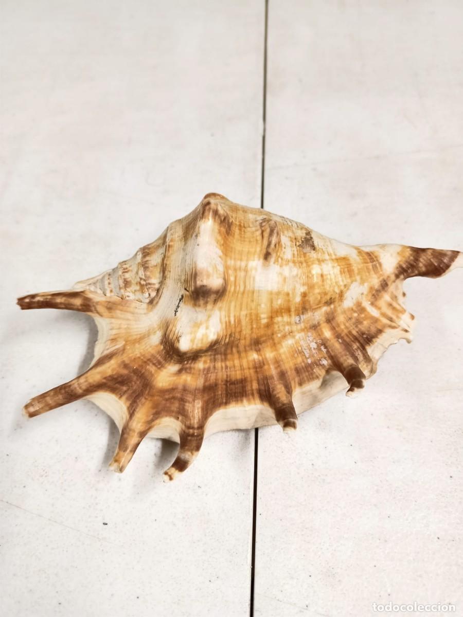 Coleccionismo: Concha decorativa