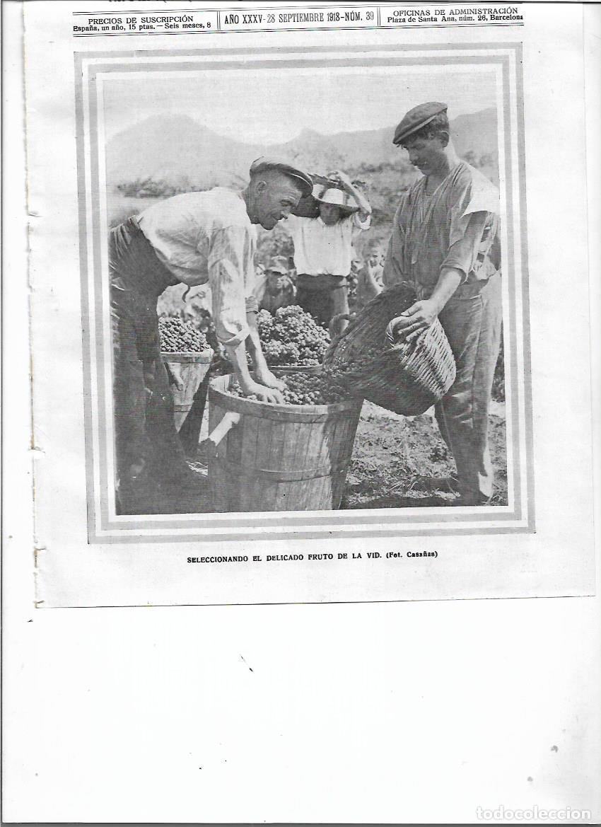 Coleccionismo: A&Ntilde;O 1918 RECORTE PRENSA VENDIMIA SELECCIONANDO LA UVA FOTOGRAFIA CASA&Ntilde;AS