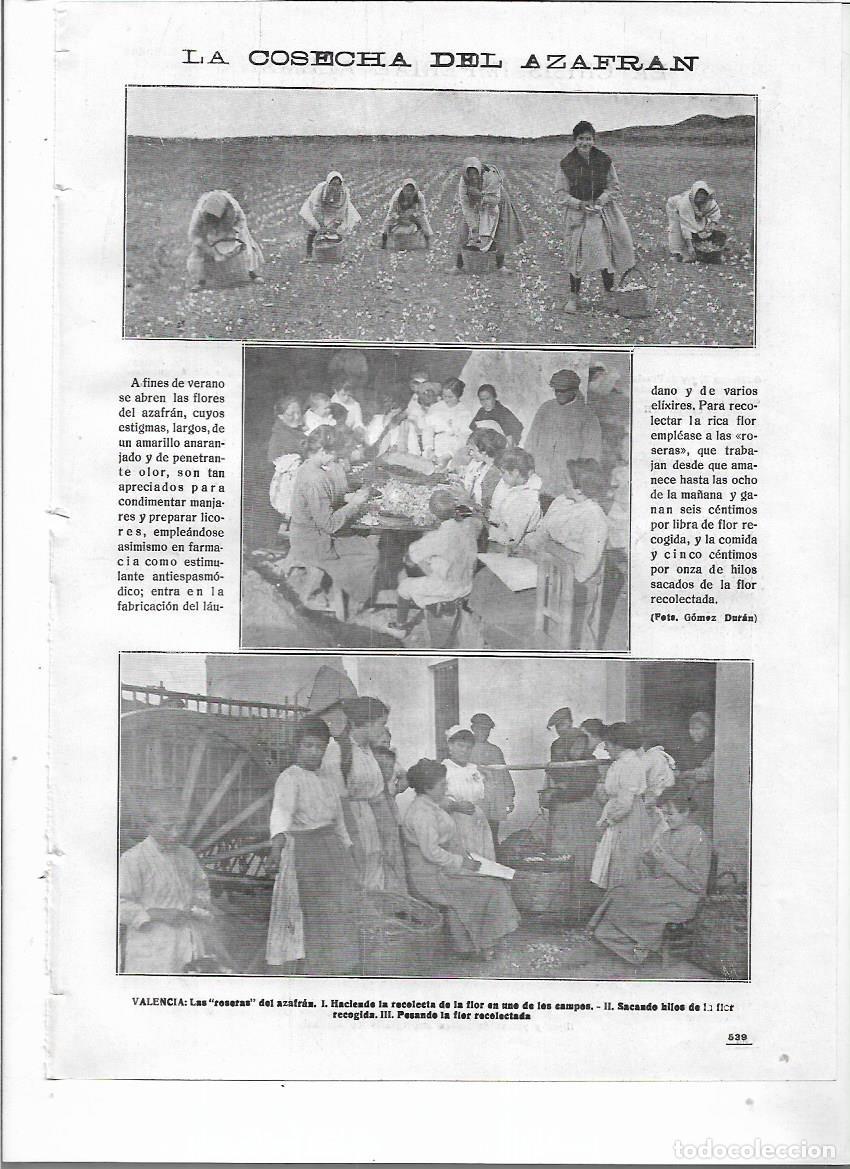 Colecionismo: A&Ntilde;O 1918 RECORTE PRENSA COSECHA RECOLECCION DEL AZAFRAN VALENCIA RESERAS FLOR SACANDO HILOS