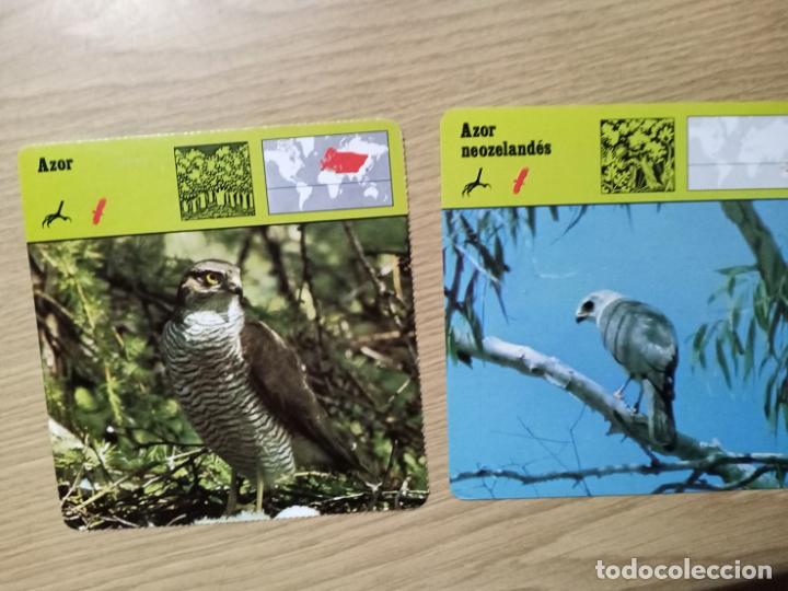 Coleccionismo: FICHAS ANIMALES -- AZOR - AZOR NEOZELANDES - Foto 1
