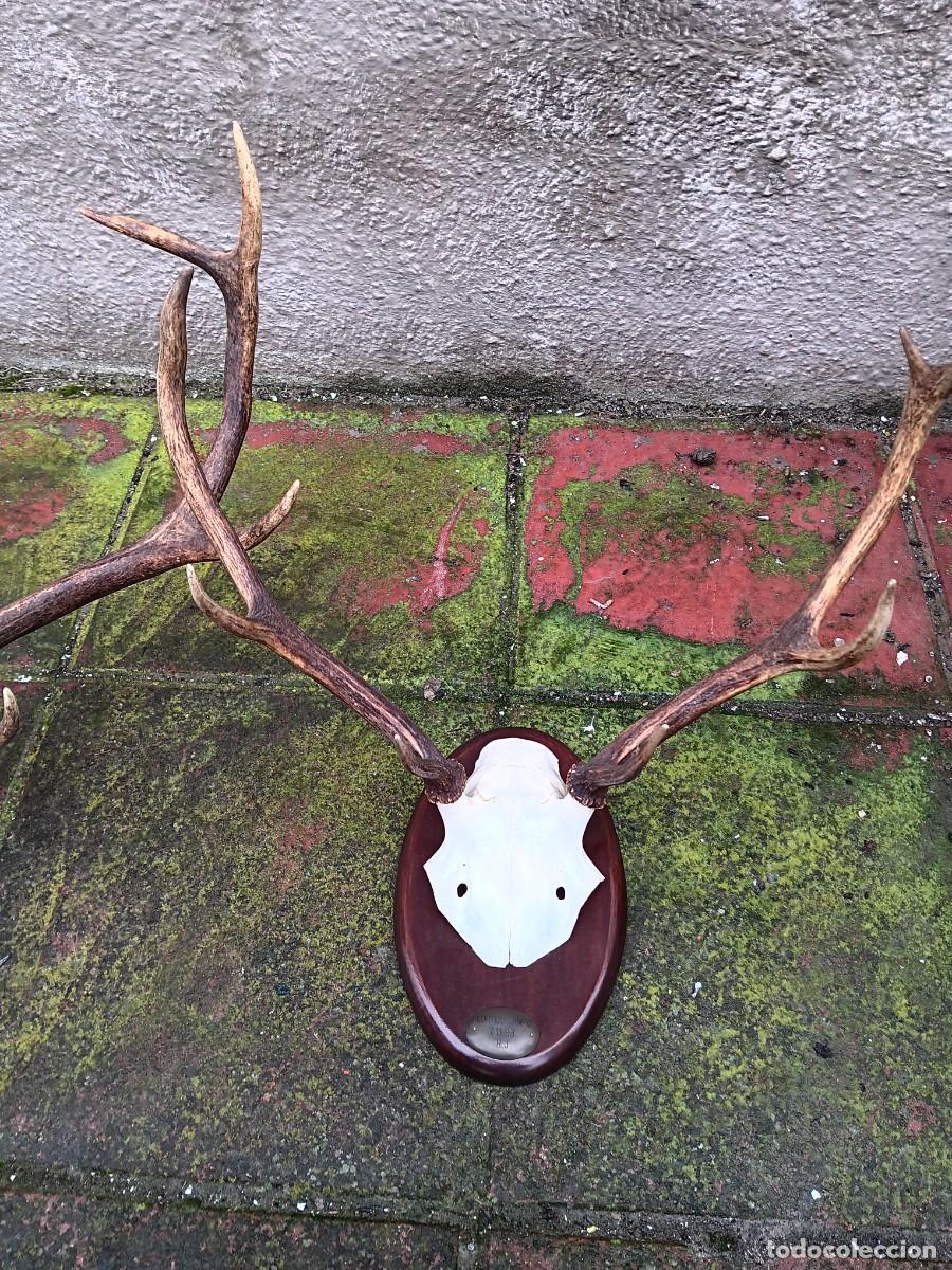 cuerna de ciervo - decoración rústica caza taxi - Compra venta en  todocoleccion