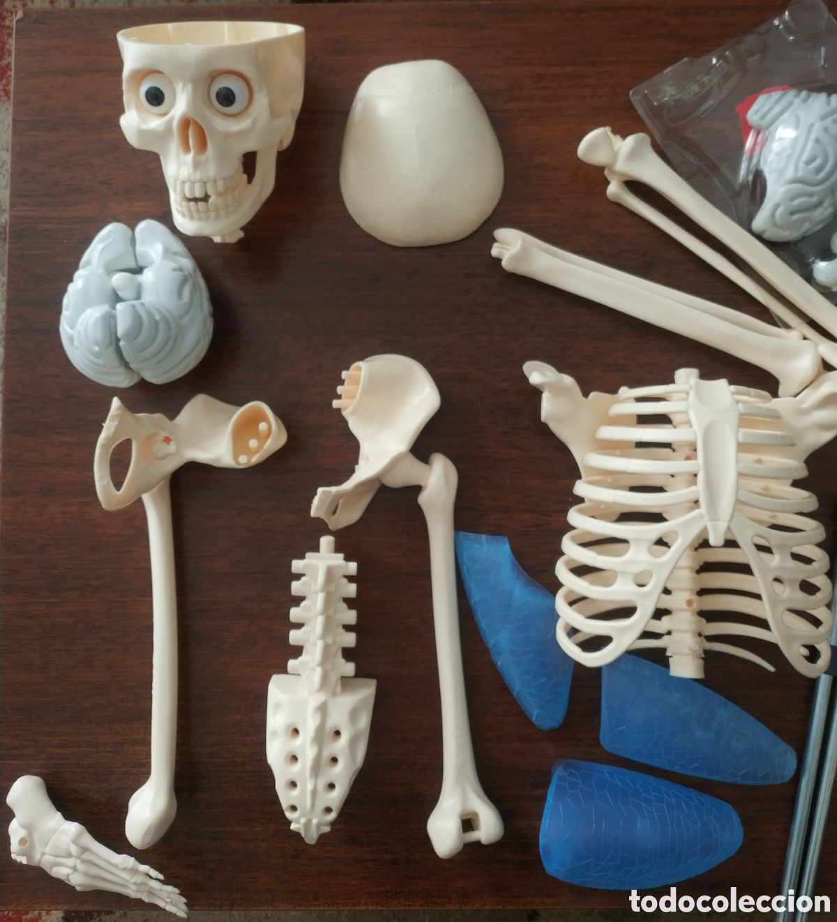 Coleccionismo: ESQUELETO ANATOMICO - Foto 2