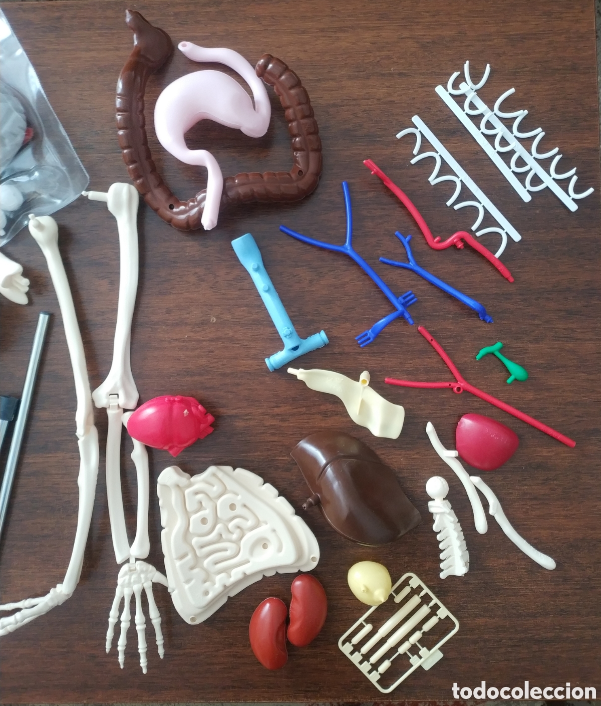 Coleccionismo: ESQUELETO ANATOMICO - Foto 3