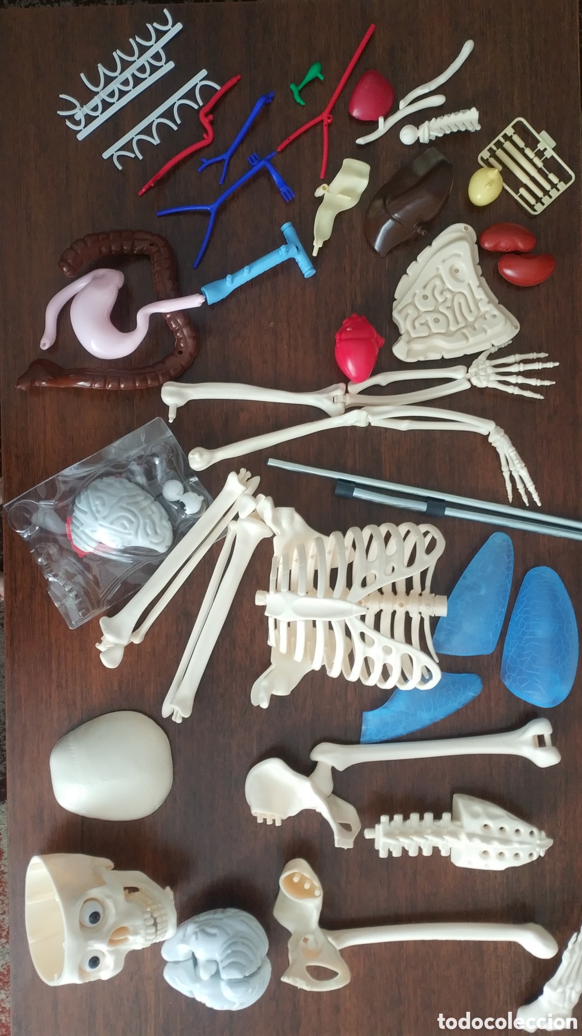 Coleccionismo: ESQUELETO ANATOMICO - Foto 1