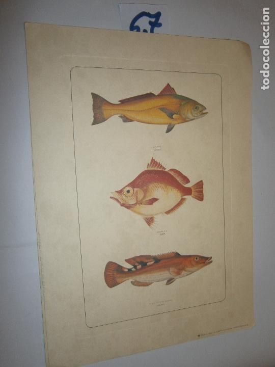 Coleccionismo: LAMINA IMAGENES VINTAGE PECES
