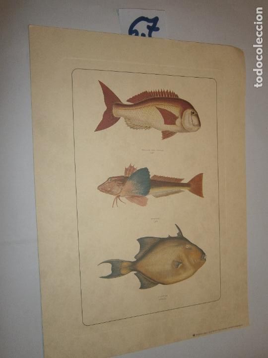 Coleccionismo: LAMINA IMAGENES VINTAGE PECES