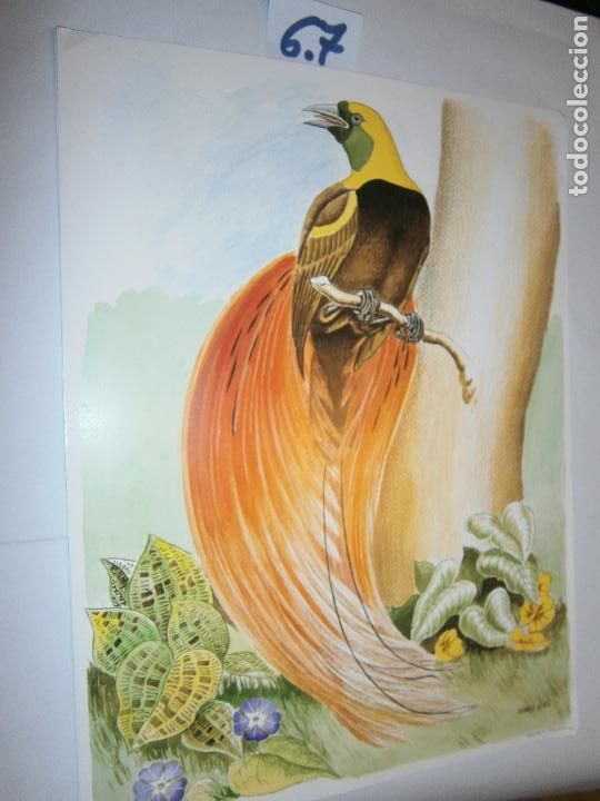 Coleccionismo: LAMINA IMAGENES VINTAGE - AVE