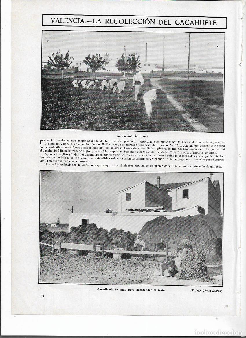 Colecionismo: A&Ntilde;O 1910 RECORTE PRENSA VALENCIA RECOLECCION DEL CACAHUETE ARRANCAR PLANTA SACUDIR EL FRUTO MUJERES