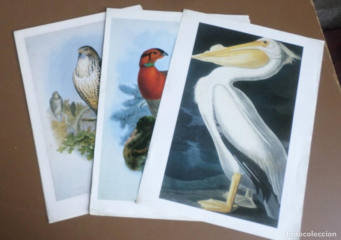 Coleccionismo: 6 Laminas De P&aacute;jaros - Foto 1
