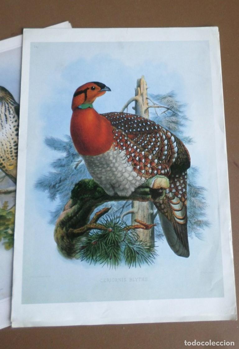 Coleccionismo: 6 Laminas De P&aacute;jaros - Foto 3