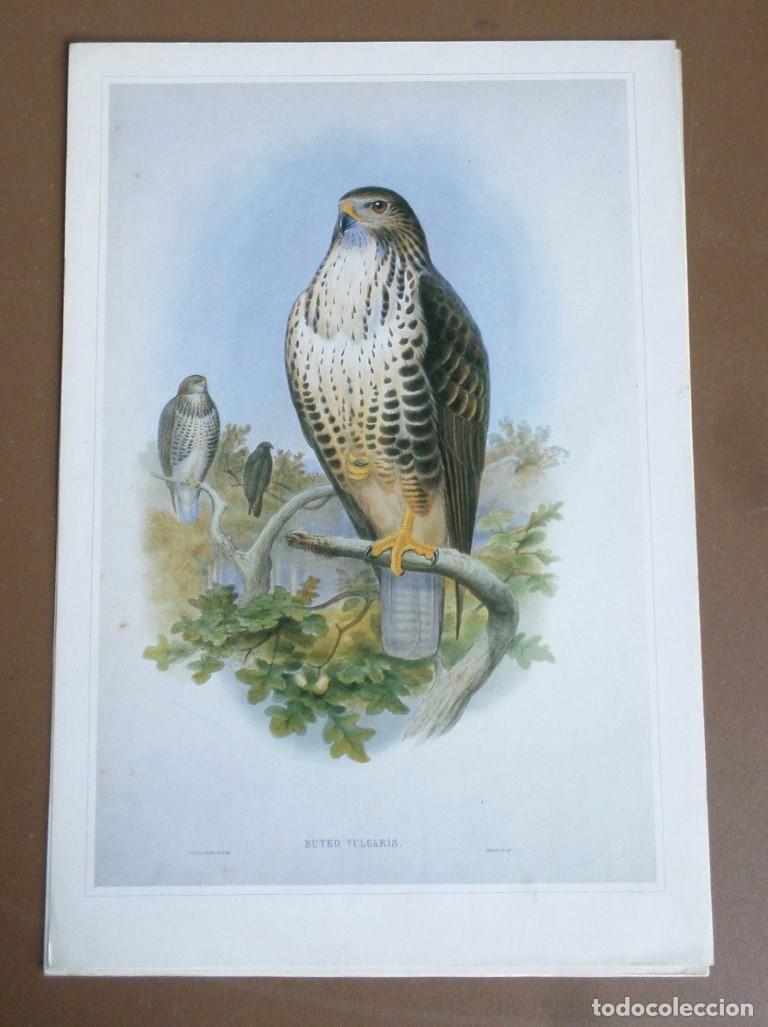 Coleccionismo: 6 Laminas De P&aacute;jaros - Foto 5